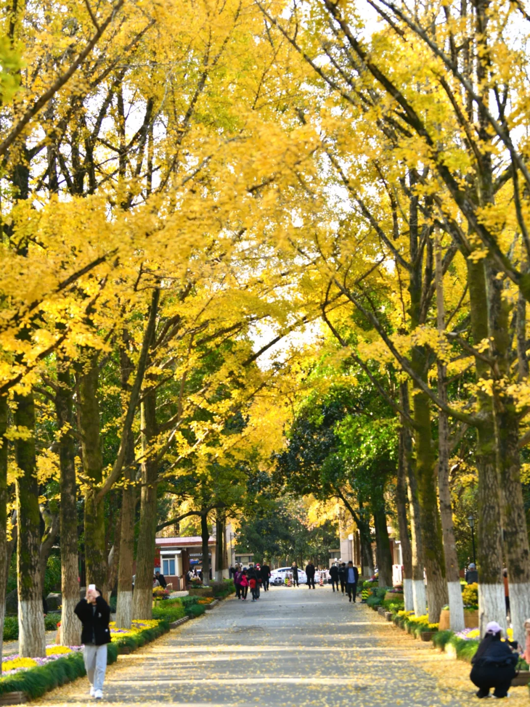 南京|11月底 不容错过的20个银杏机位推荐