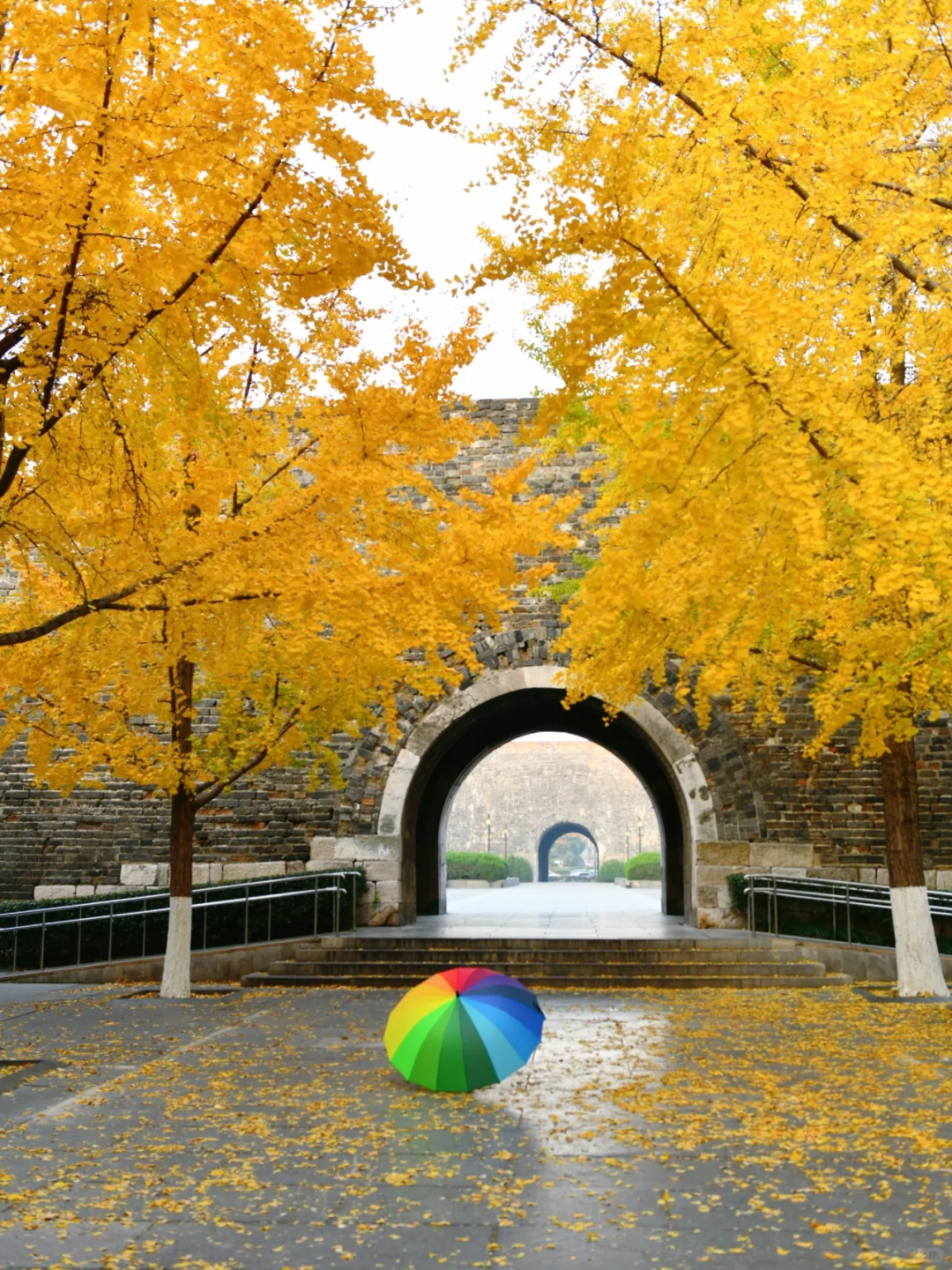 南京|11月底 不容错过的20个银杏机位推荐