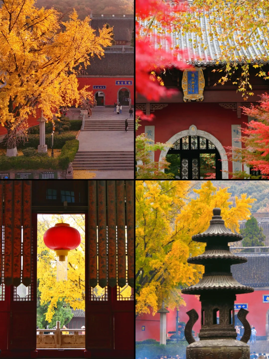 南京|11月底 不容错过的20个银杏机位推荐