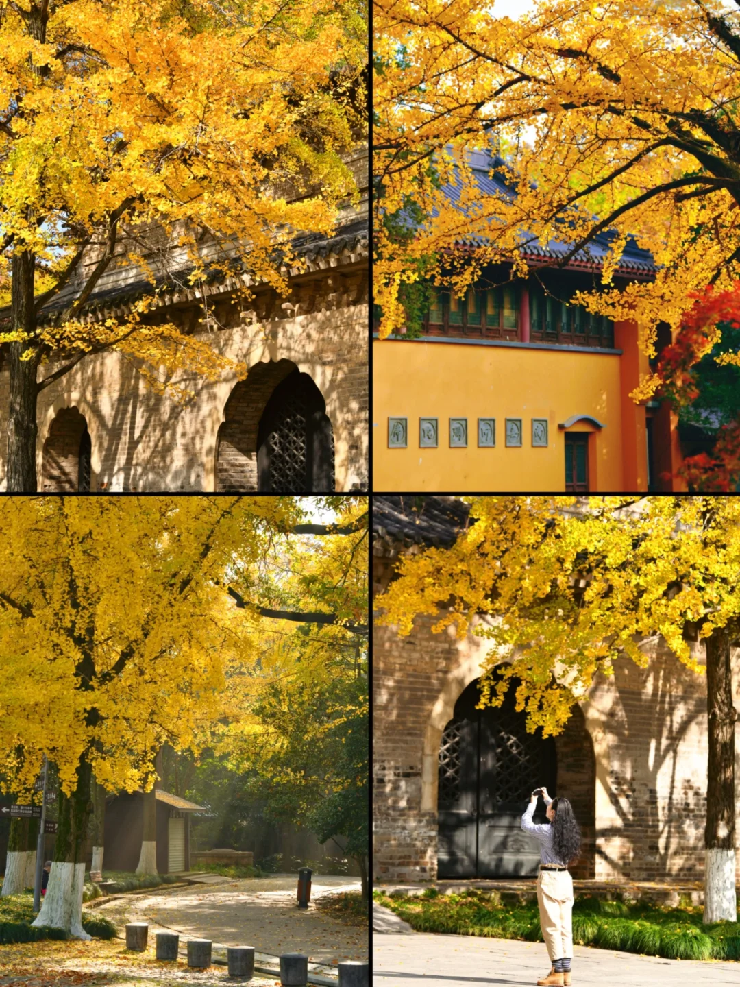 南京|11月底 不容错过的20个银杏机位推荐