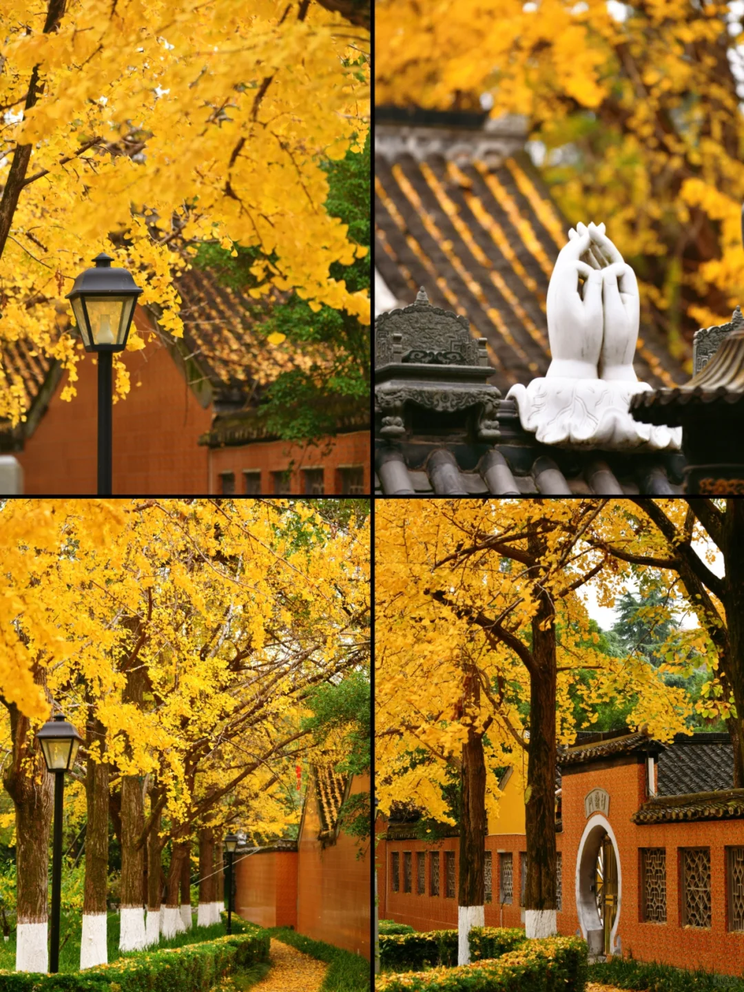 南京|11月底 不容错过的20个银杏机位推荐