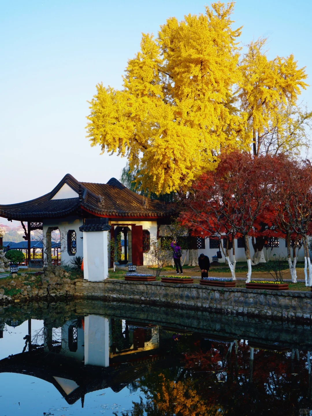 南京|11月底 不容错过的20个银杏机位推荐