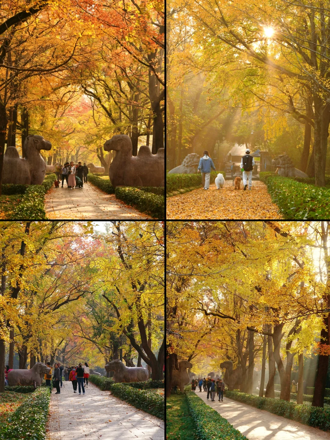 南京|11月底 不容错过的20个银杏机位推荐