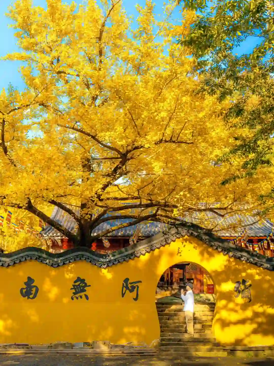 江浙沪出发1h，这个银杏村将美到next level…