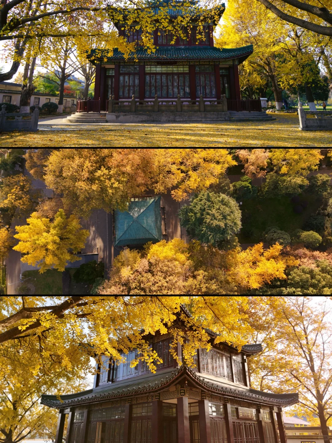 南京|11月底 不容错过的20个银杏机位推荐