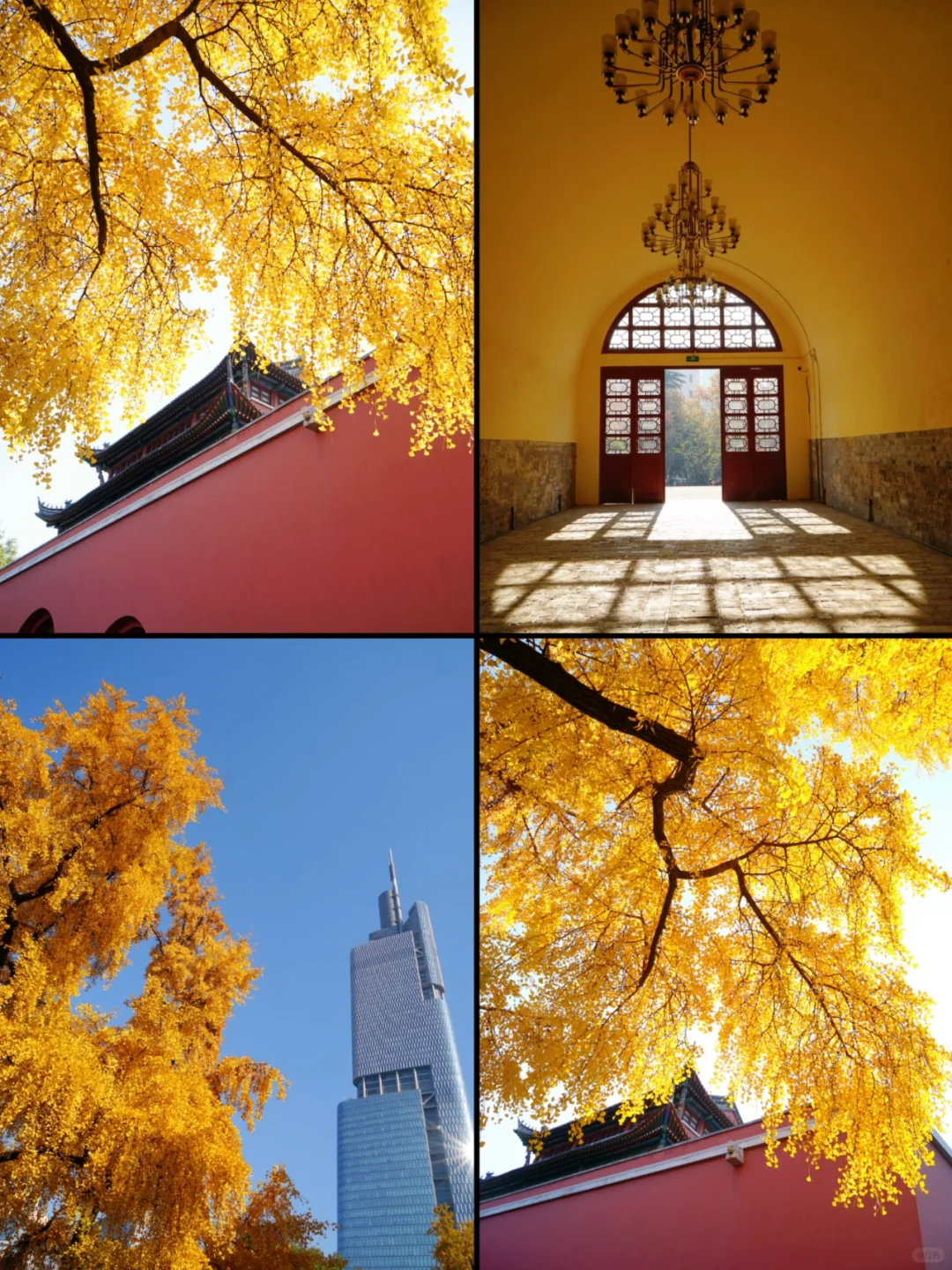 南京|11月底 不容错过的20个银杏机位推荐