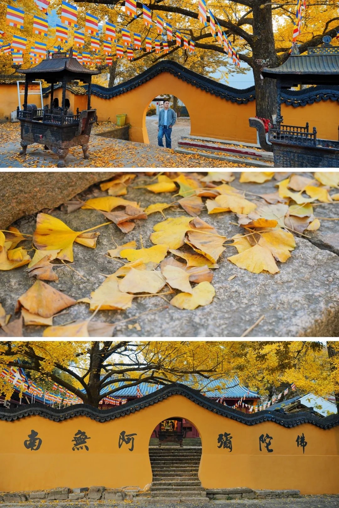 不在北京!!在浙江!!百年银杏村巨秋天🍂