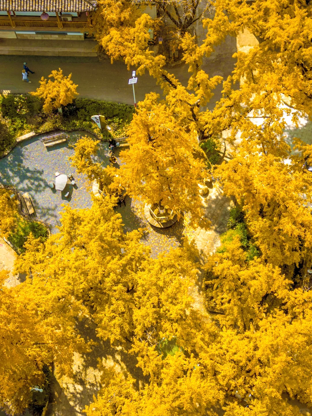 接下来,浙江这个银杏村将美到next level….