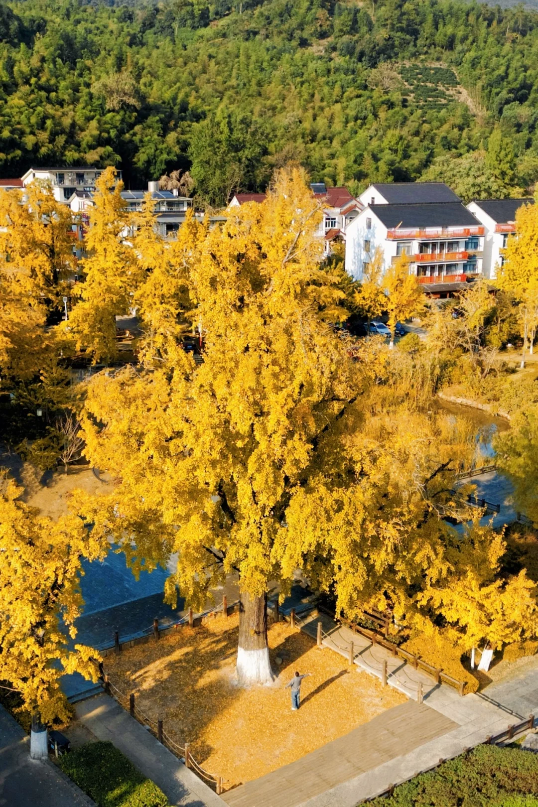 不在北京!!在浙江!!百年银杏村巨秋天🍂