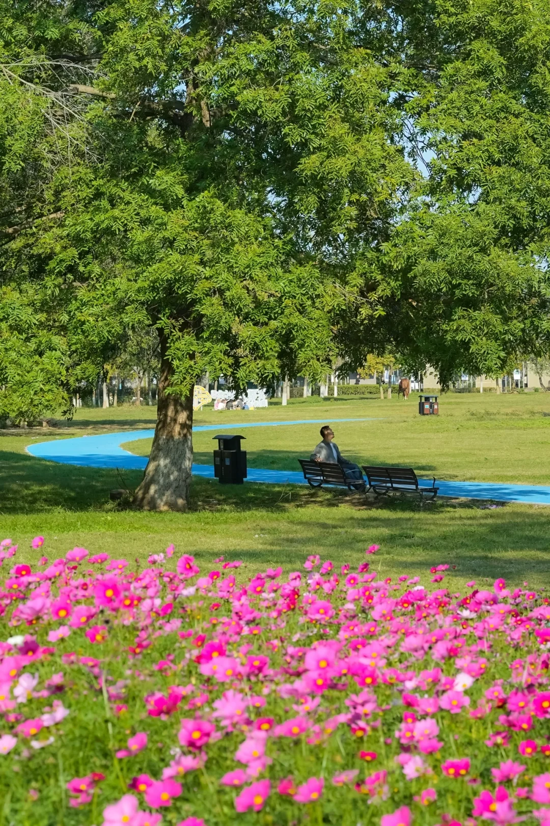 不在北京!!在浙江!!百年银杏村巨秋天🍂