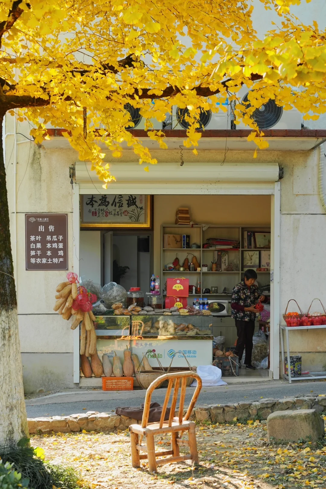 不在北京!!在浙江!!百年银杏村巨秋天🍂