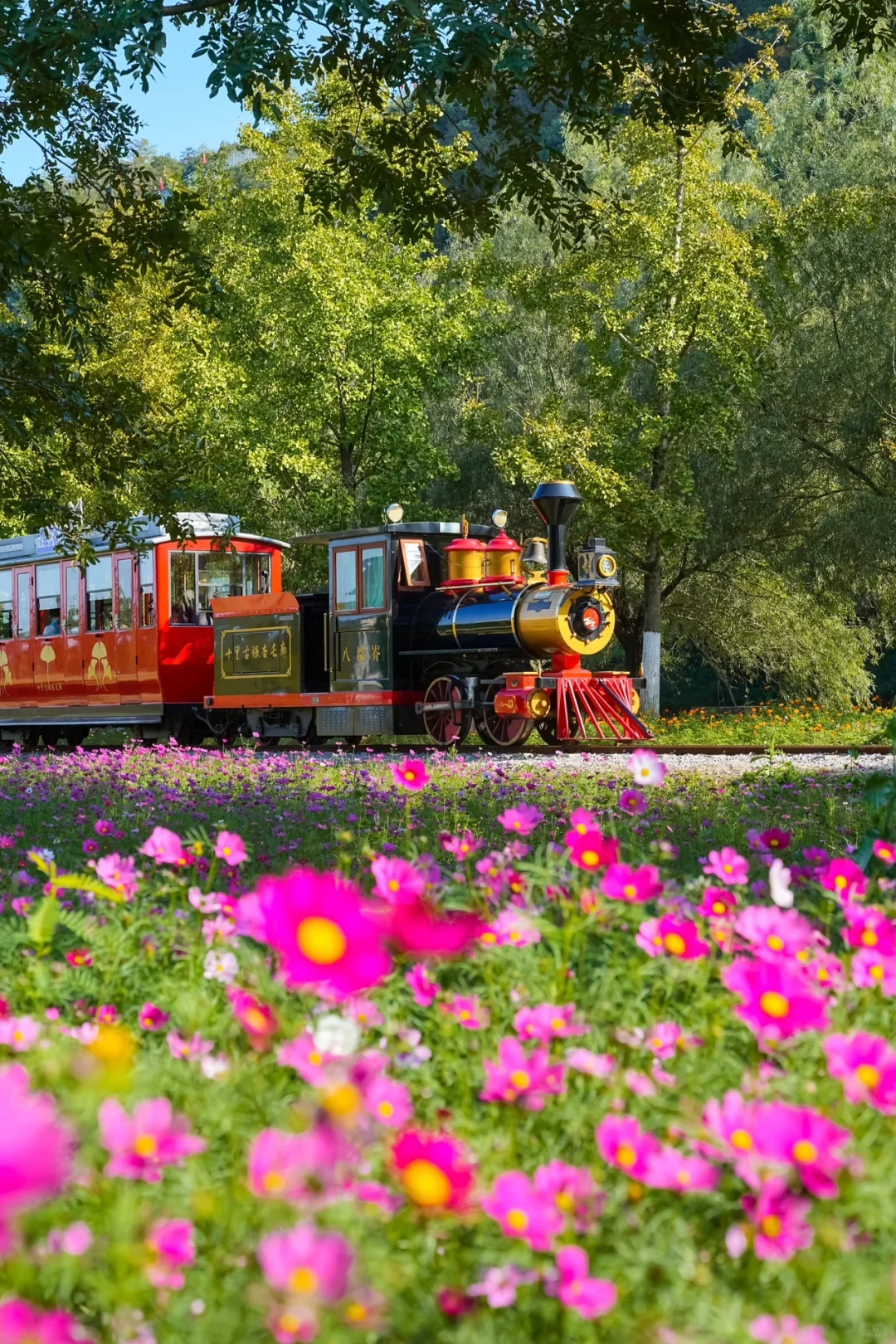 不在北京!!在浙江!!百年银杏村巨秋天🍂