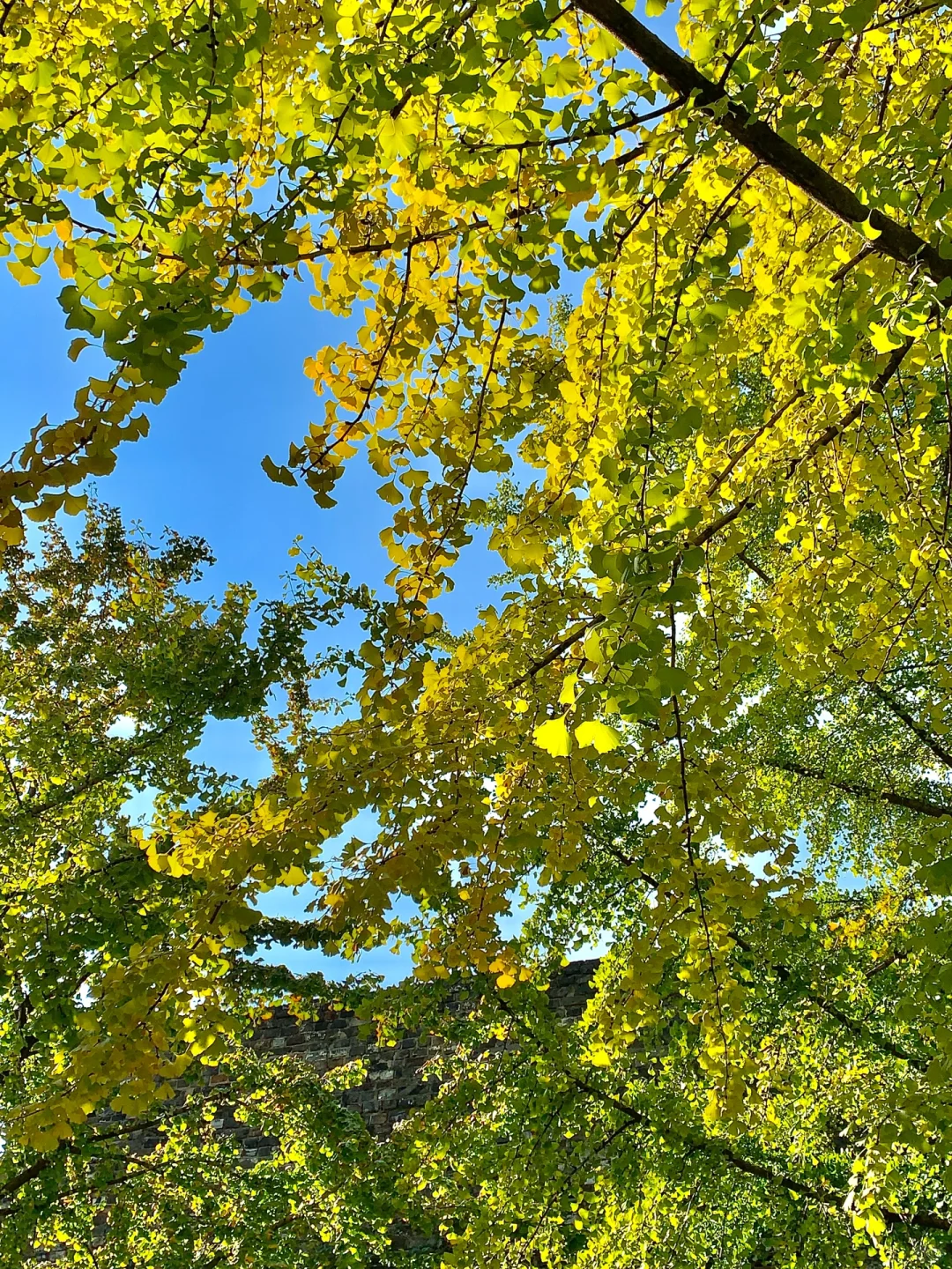 11.6实况🍂南京汉中门的银杏已黄60%……美哭