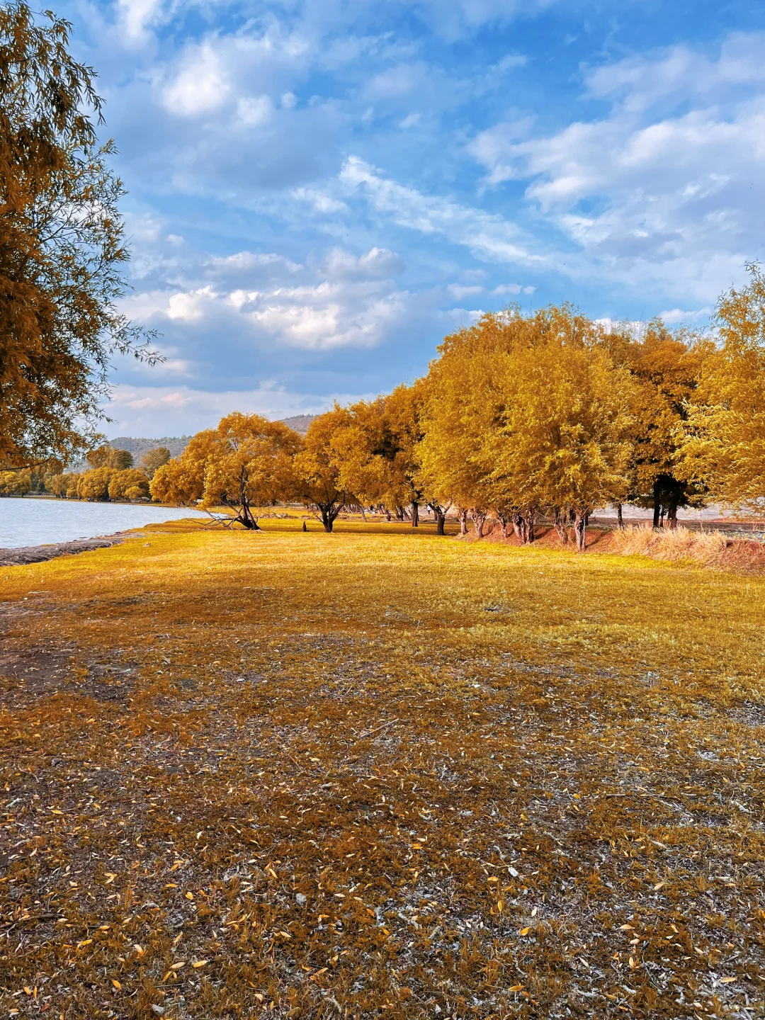 大理不止苍山洱海，还有沙溪剑湖的秋天…