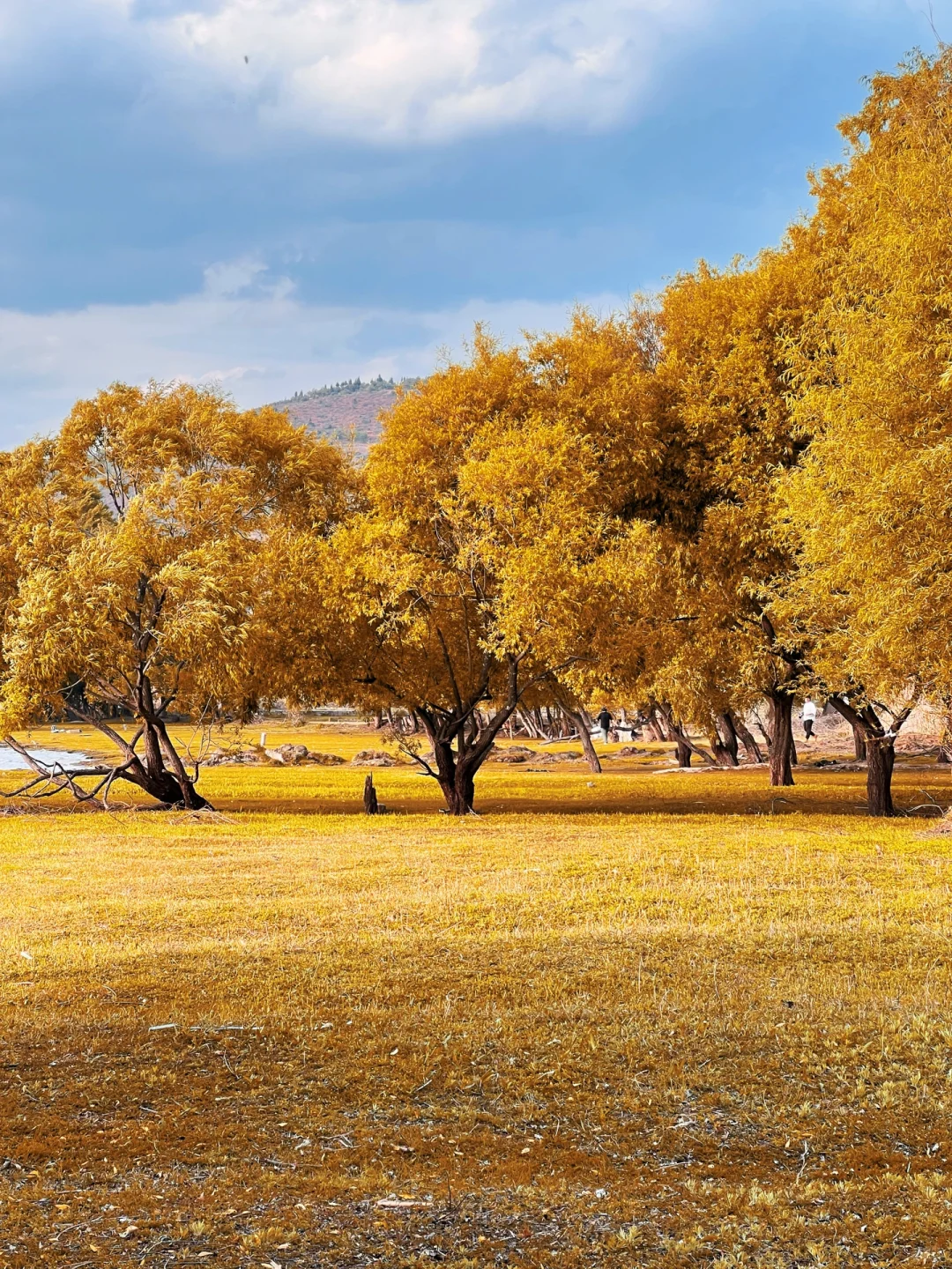 大理不止苍山洱海，还有沙溪剑湖的秋天…