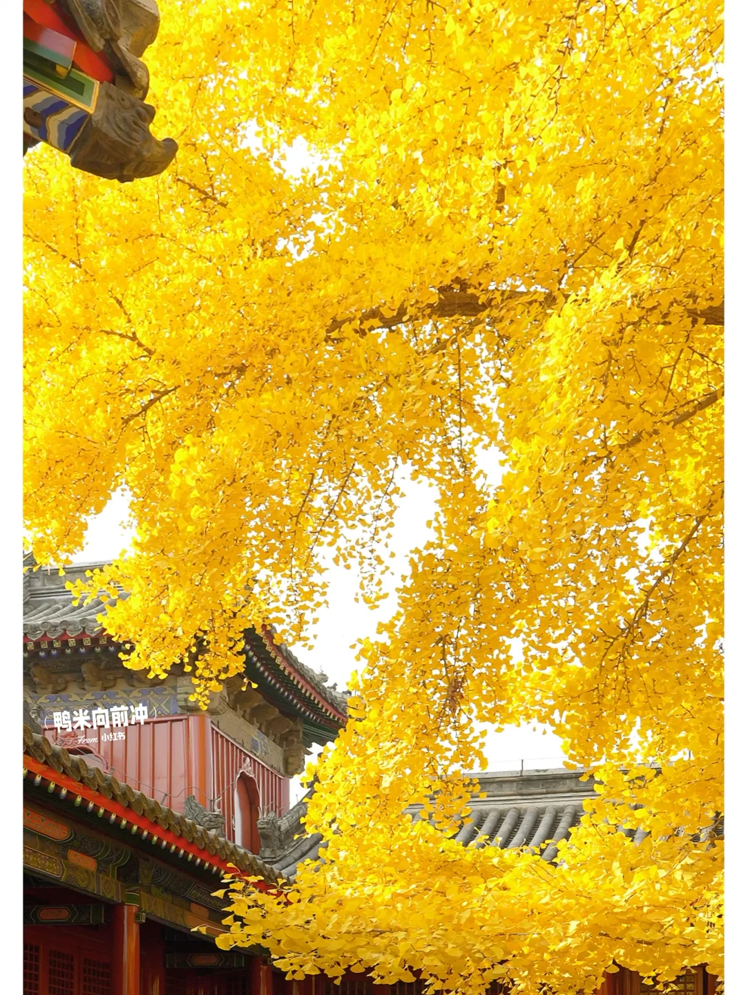 11.8实❗️被北京醉神秘古刹😭700岁银杏美哭