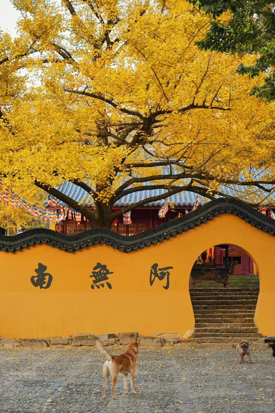 不在北京!!在浙江!!百年银杏村巨秋天🍂