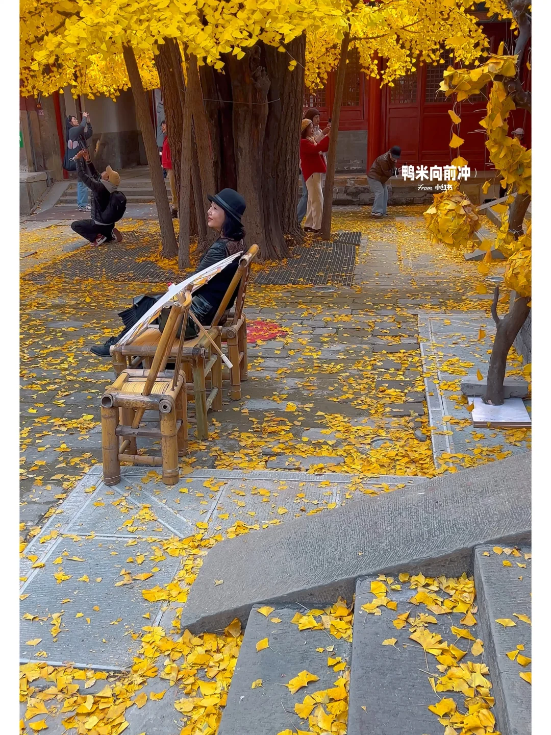 11.8实❗️被北京醉神秘古刹😭700岁银杏美哭