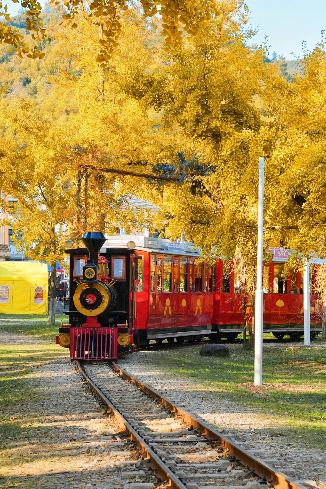 不在北京!!在浙江!!百年银杏村巨秋天🍂
