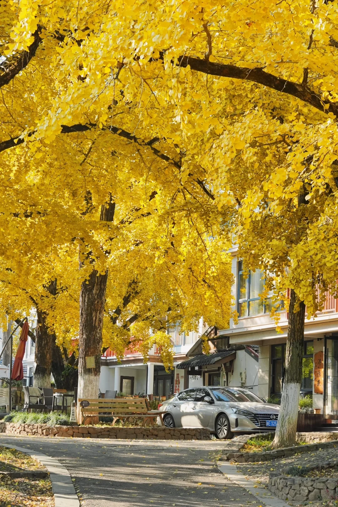 不在北京!!在浙江!!百年银杏村巨秋天🍂