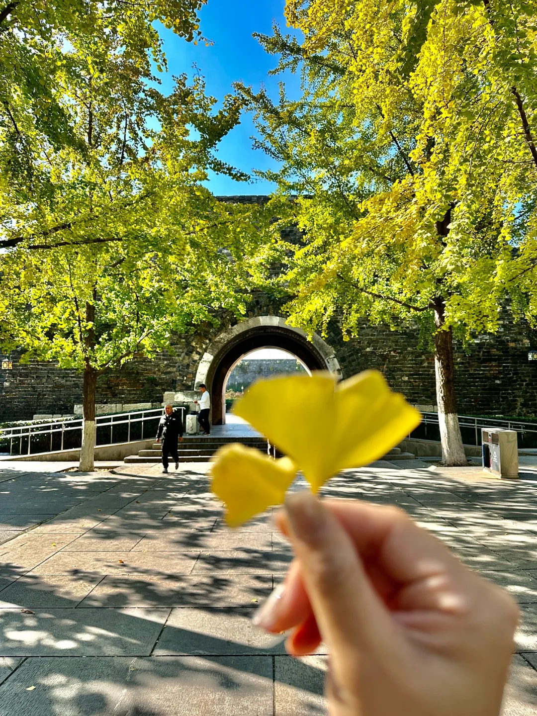 11.6实况🍂南京汉中门的银杏已黄60%……美哭