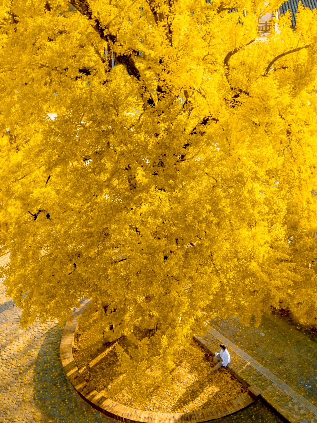 接下来,浙江这个银杏村将美到next level….