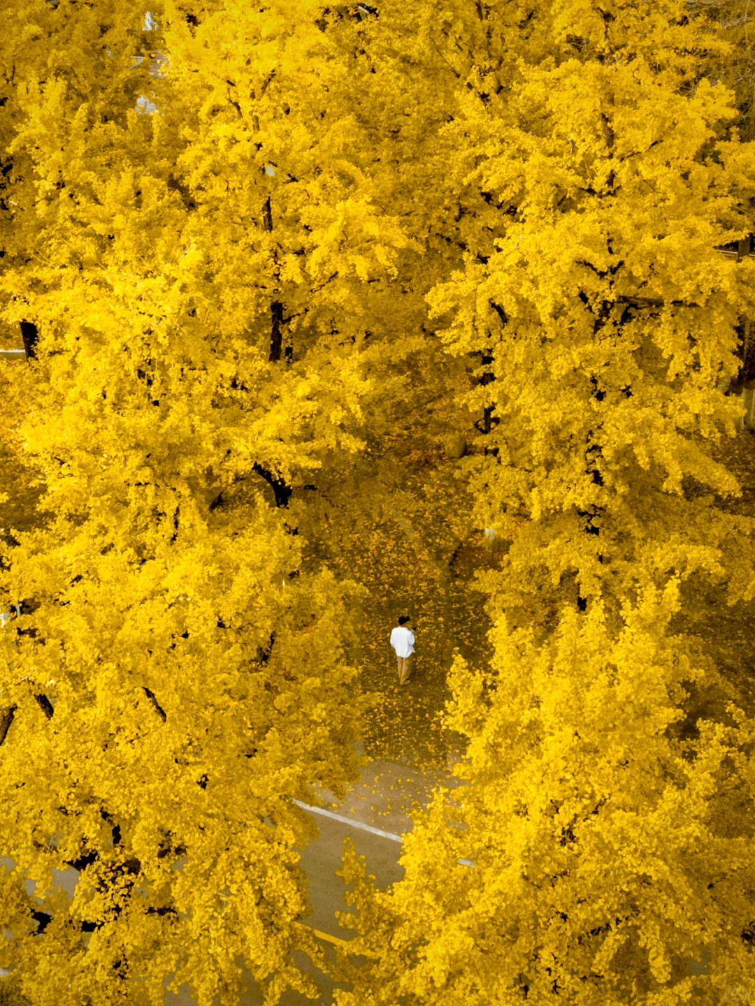 接下来,浙江这个银杏村将美到next level….