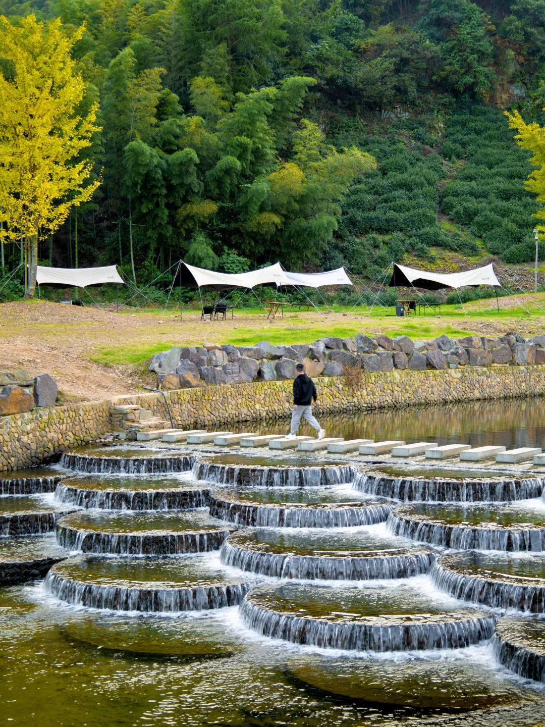 接下来,浙江这个银杏村将美到next level….