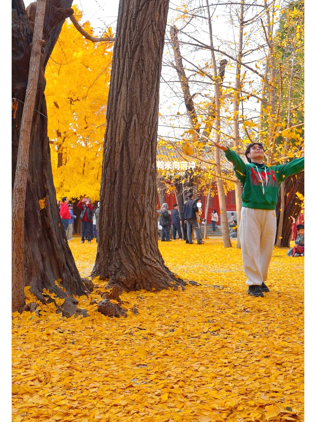 11.8实❗️被北京醉神秘古刹😭700岁银杏美哭