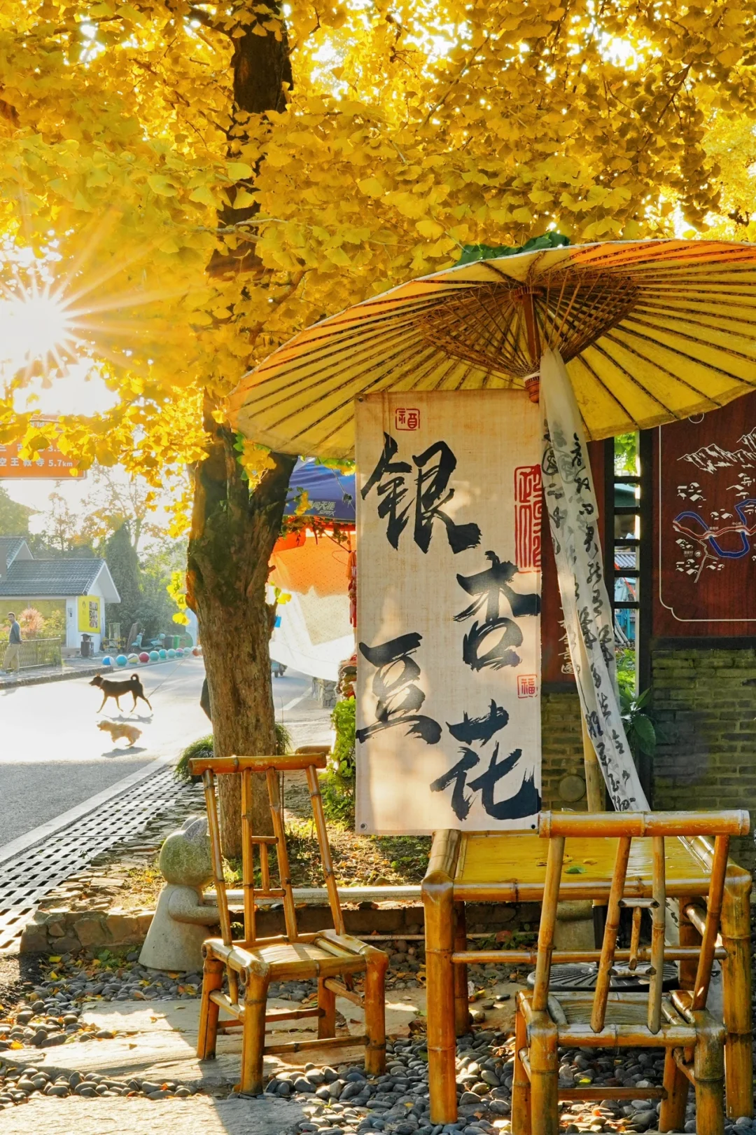 不在北京!!在浙江!!百年银杏村巨秋天🍂