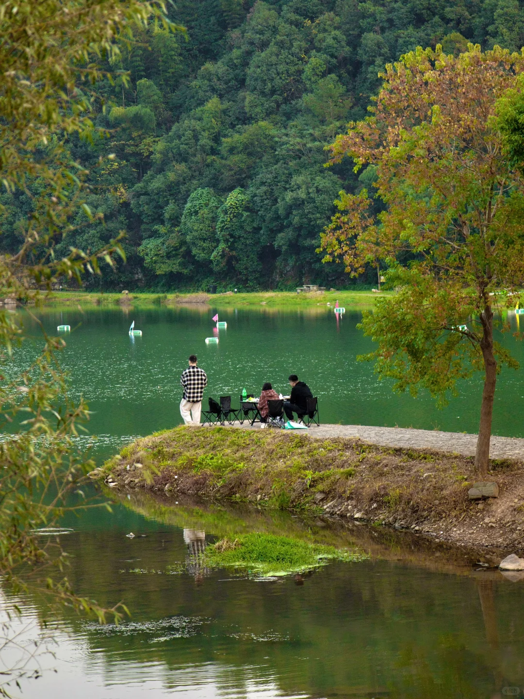 接下来,浙江这个银杏村将美到next level….