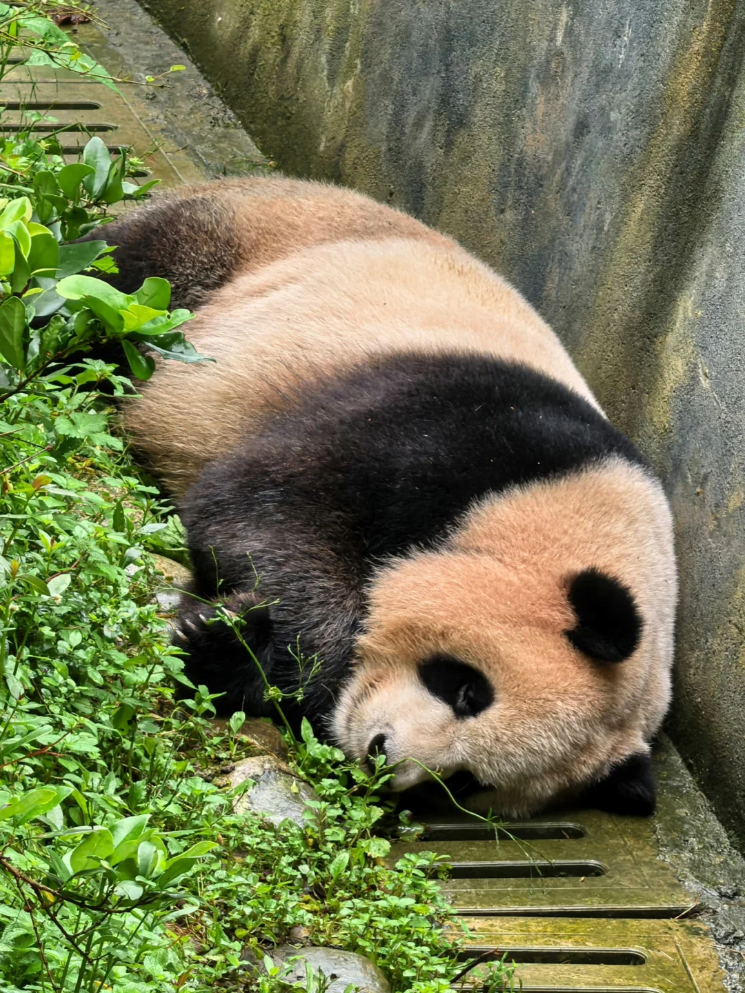 ❗真的不要直接去都江堰和熊猫谷......