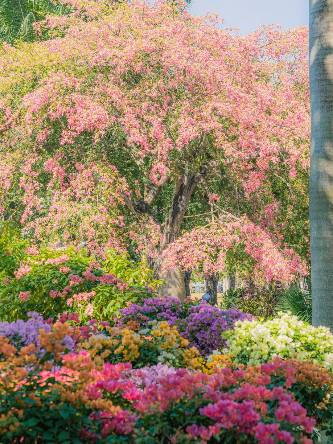 10.31实拍！深圳莲花山美到失语（附攻略）