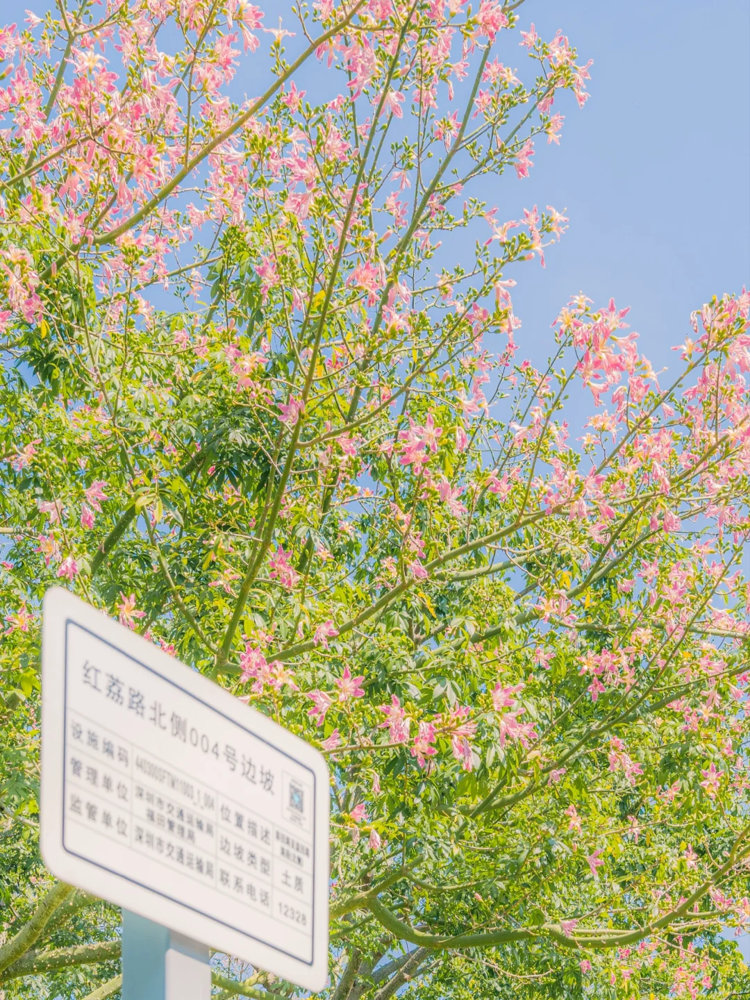 10.31实拍！深圳莲花山美到失语（附攻略）