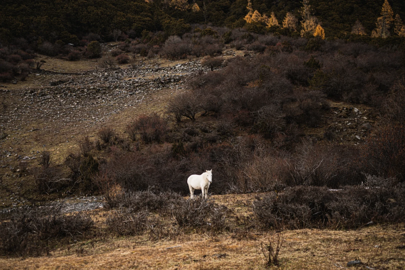 ✧玛嘉沟✧川西绝美的轻徒步景区