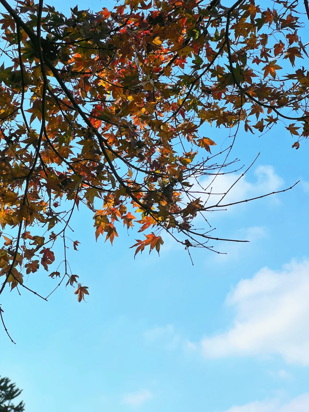 秋天的浙江 才是亲子徒步天花板！