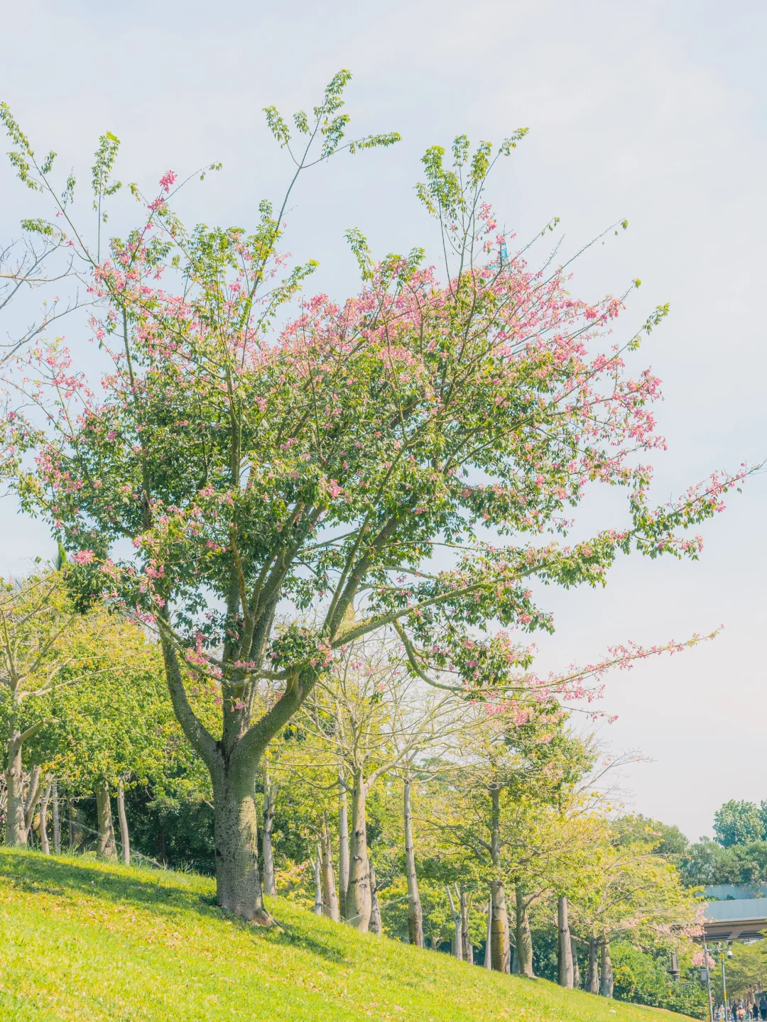 10.31实拍！深圳莲花山美到失语（附攻略）