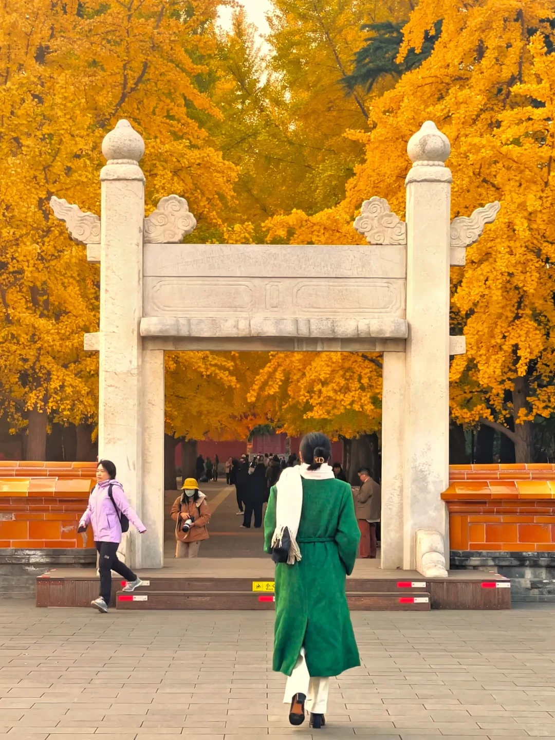 11.7Live实况🍂中山公园银杏已达顶峰（机位）