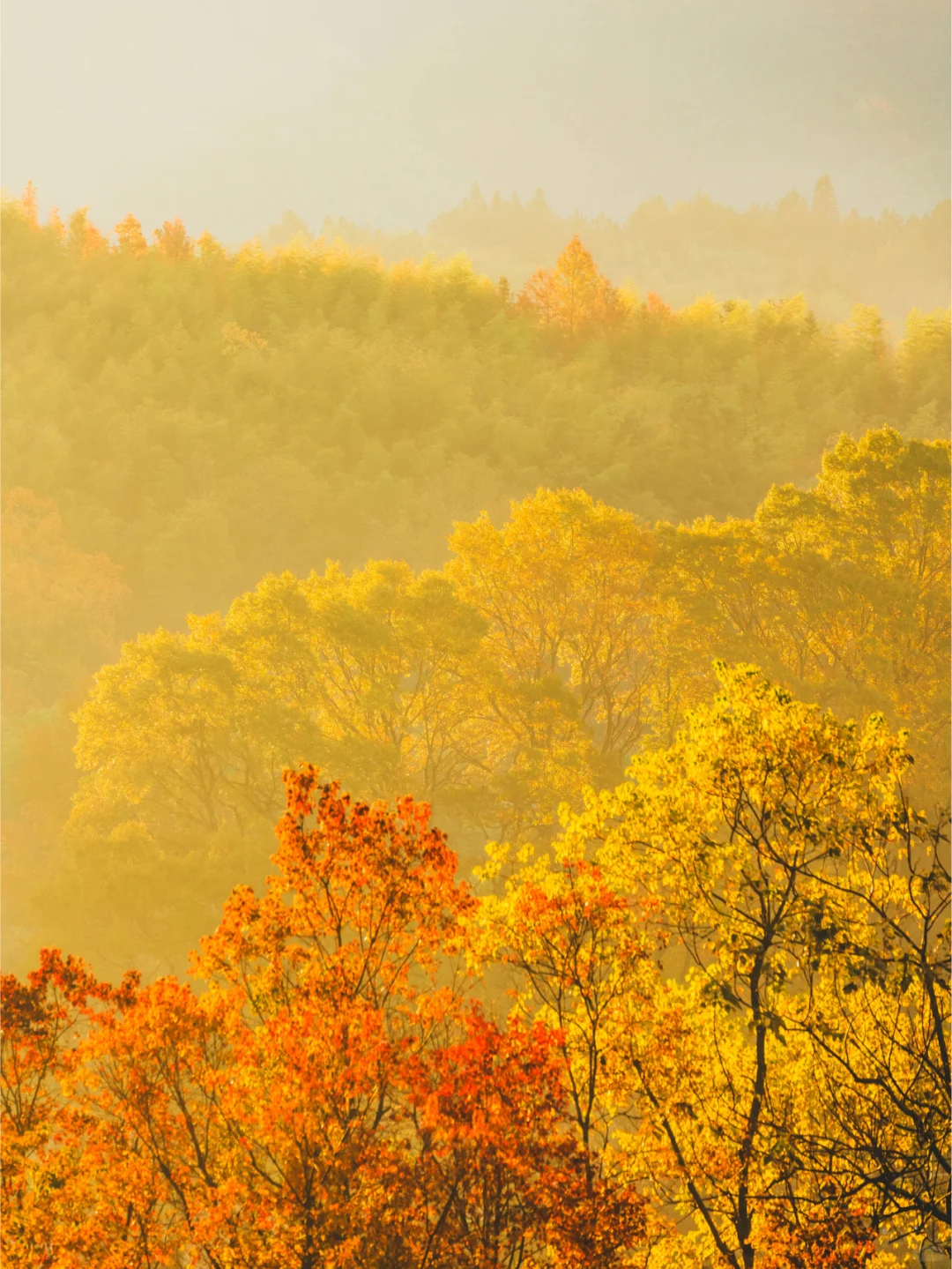 徽州归来不看秋，皖南秋色在国内没有平替！