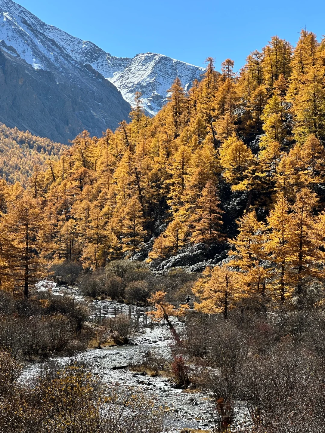 11.5 📍川西已回,近期live实况直出劝退不了