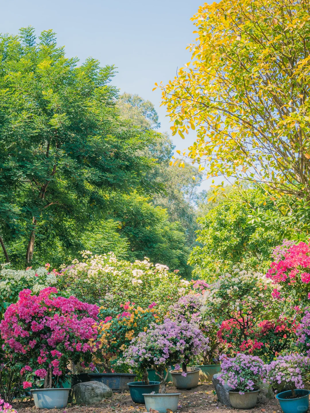 10.31实拍！深圳莲花山美到失语（附攻略）