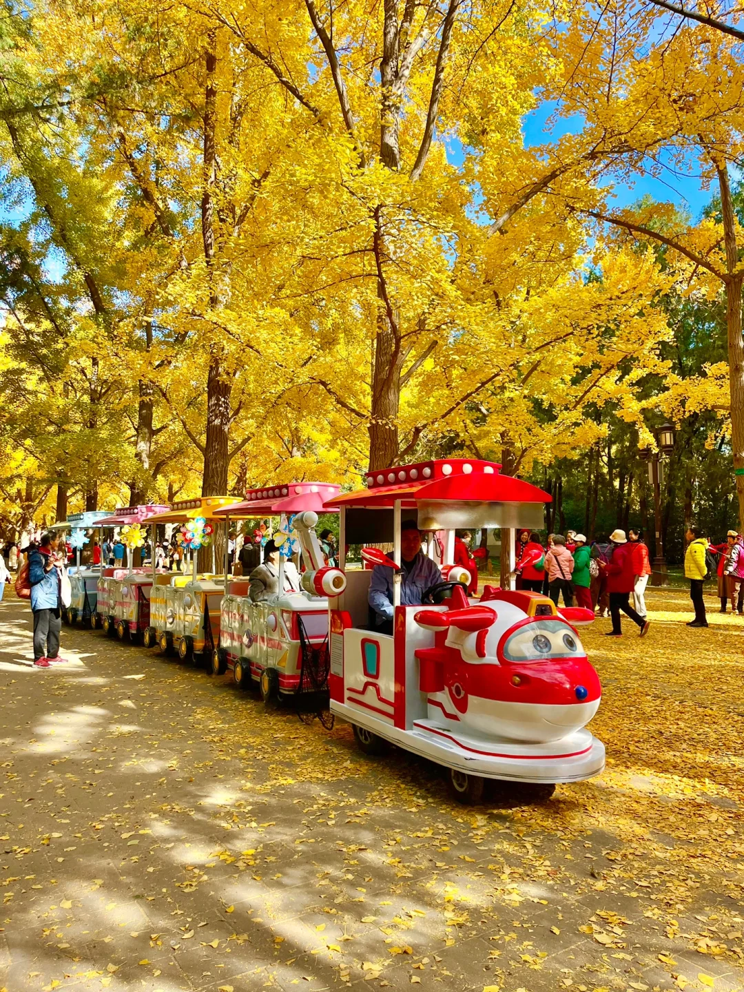 我宣布‼️本周北京这8️⃣个地方银杏已达最佳