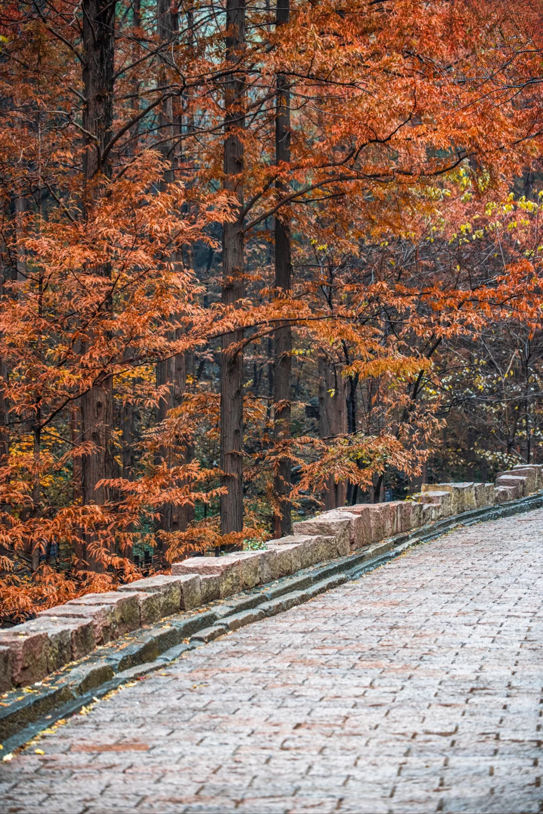 太神奇了  植物园的水杉竟和下雨天是绝配