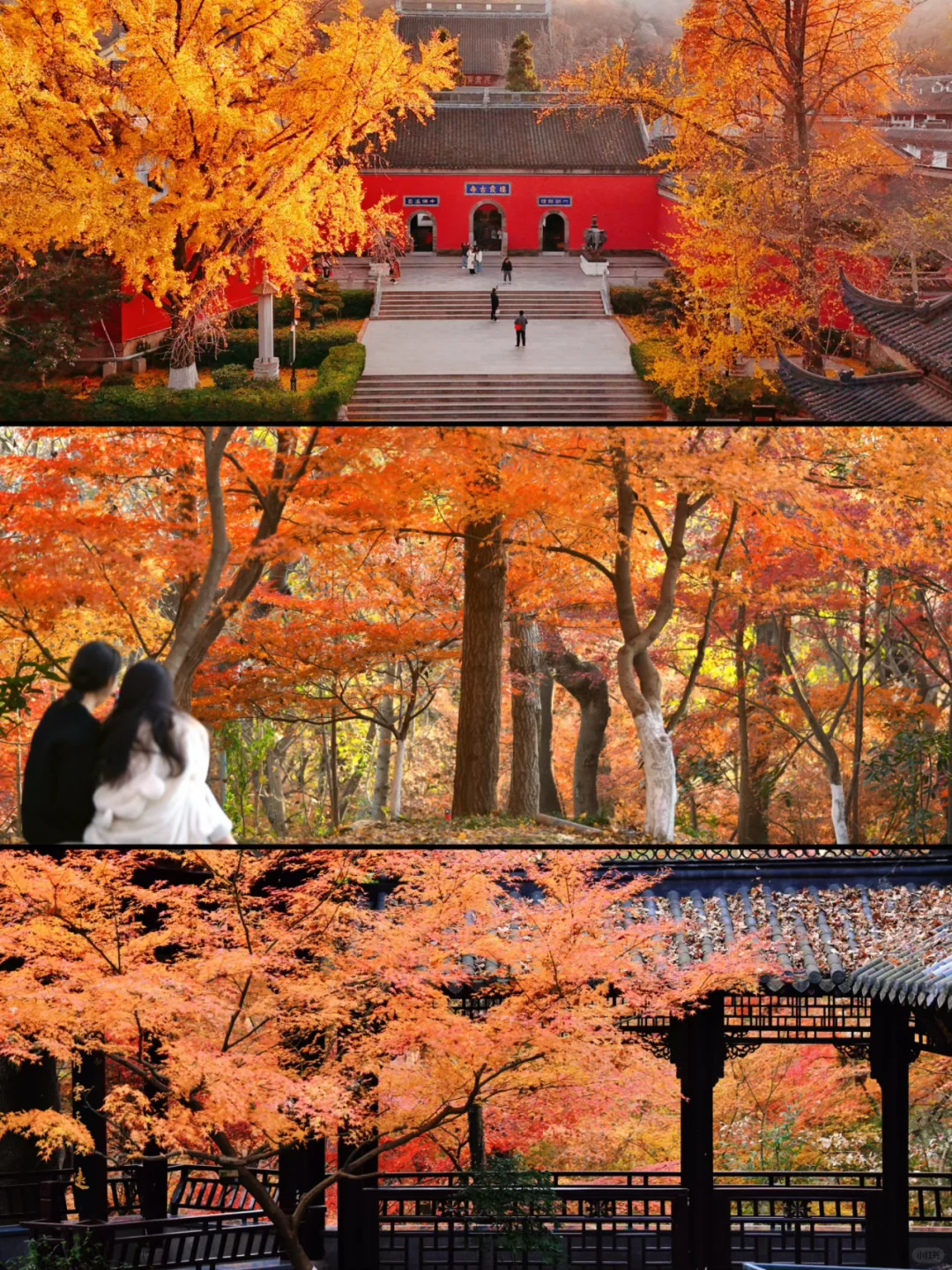 南京｜主城6大枫叶🍁观赏地 公共交通可达