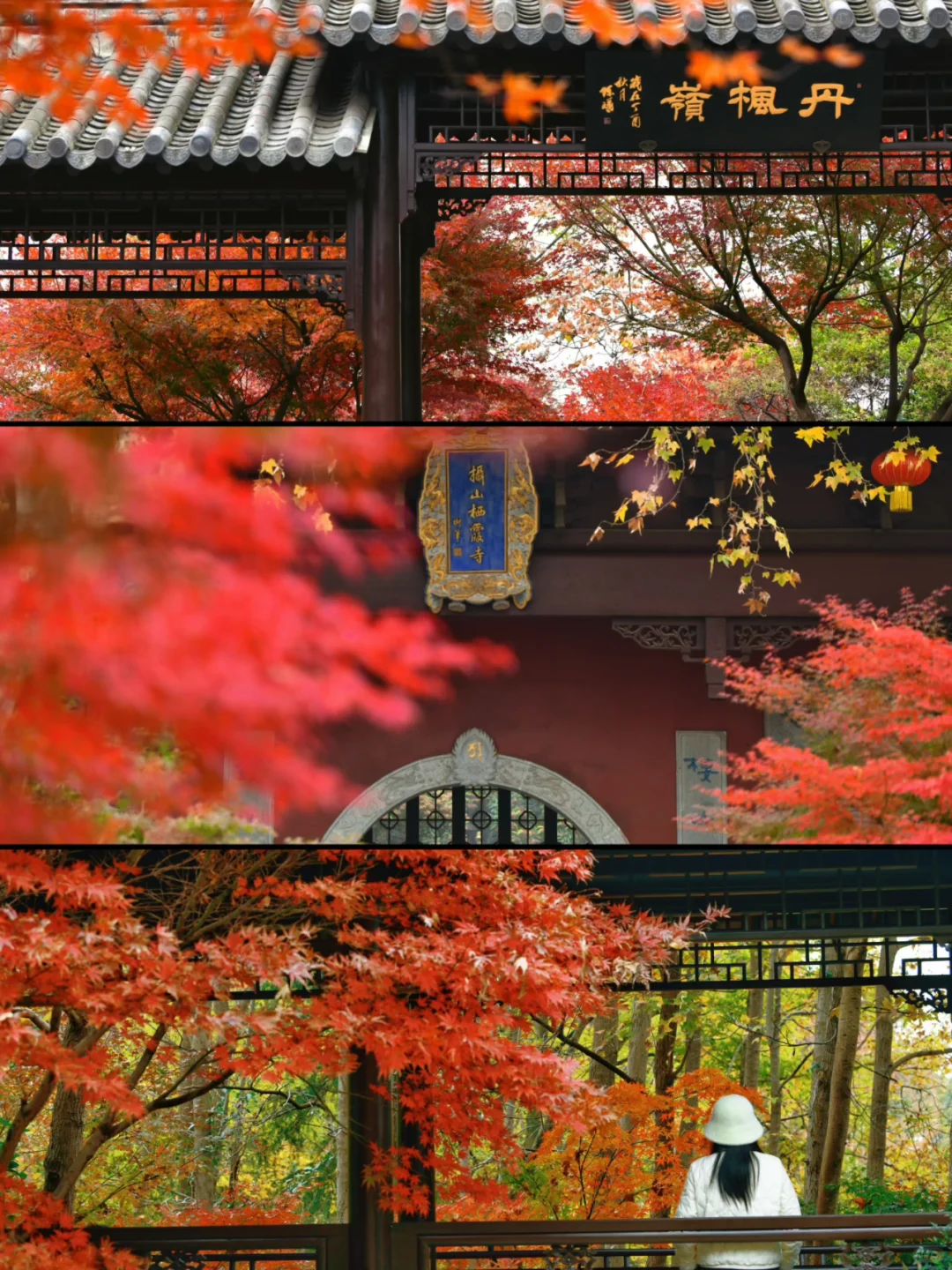 南京｜主城6大枫叶🍁观赏地 公共交通可达