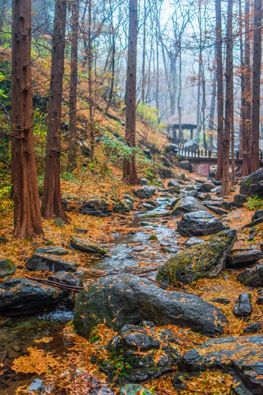 太神奇了  植物园的水杉竟和下雨天是绝配