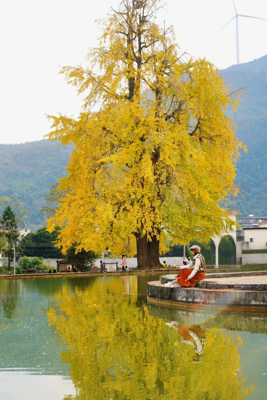 广东银杏天花板，错过了就要等一年的赏秋地