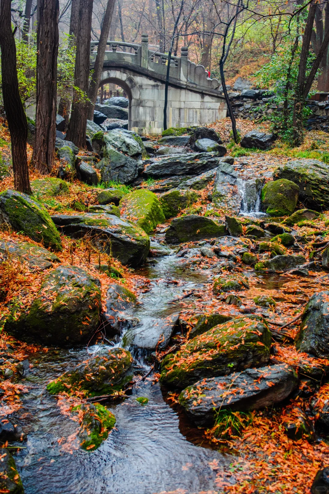 太神奇了  植物园的水杉竟和下雨天是绝配