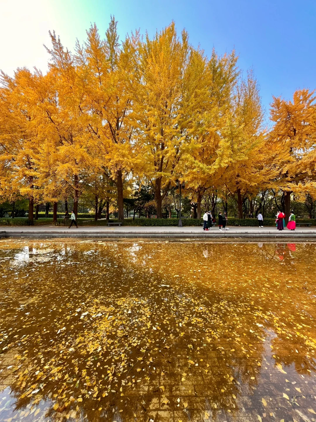 我宣布‼️本周北京这8️⃣个地方银杏已达最佳