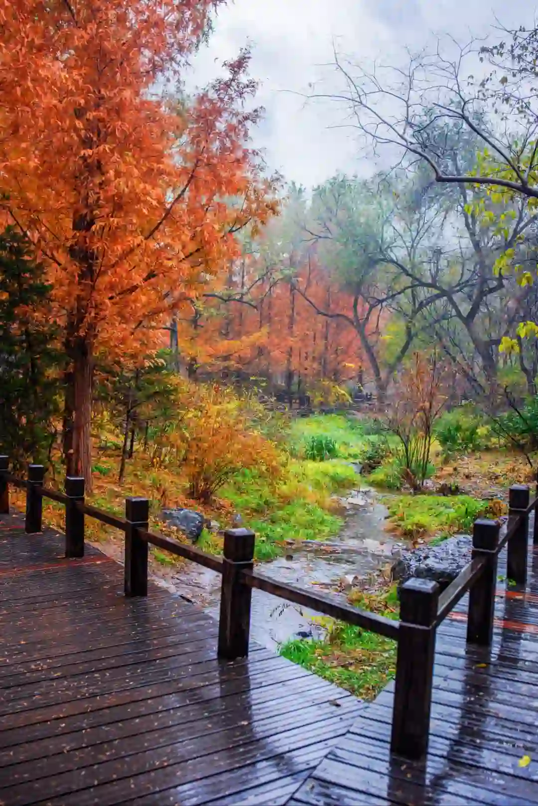 太神奇了  植物园的水杉竟和下雨天是绝配